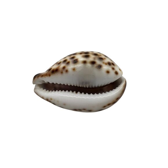 Hand-Carved Purple Tiger Cowrie Shell With Beach Scene From Philippines 3" Long - Picture 4 of 6